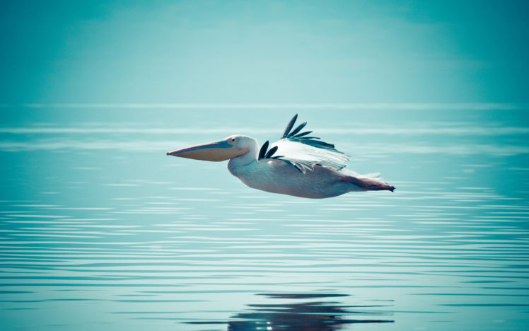 pelican, Flying, On, Water HD Wallpaper Desktop Background