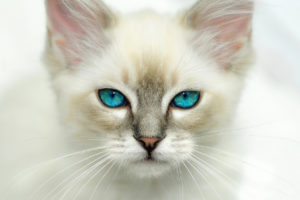 blue, Eyes, Cat