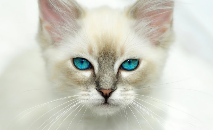 blue, Eyes, Cat HD Wallpaper Desktop Background
