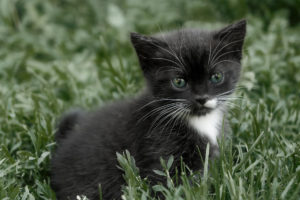 cat, Kitten, Grass, Look
