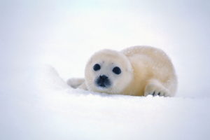 cute, Baby, Seal, Snow