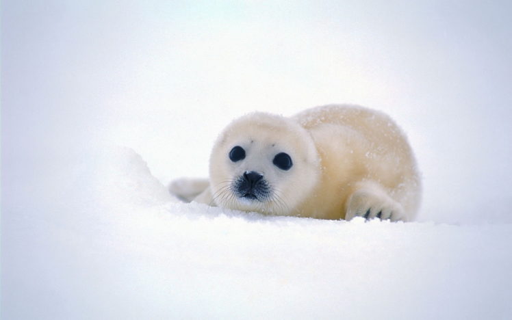 cute, Baby, Seal, Snow HD Wallpaper Desktop Background