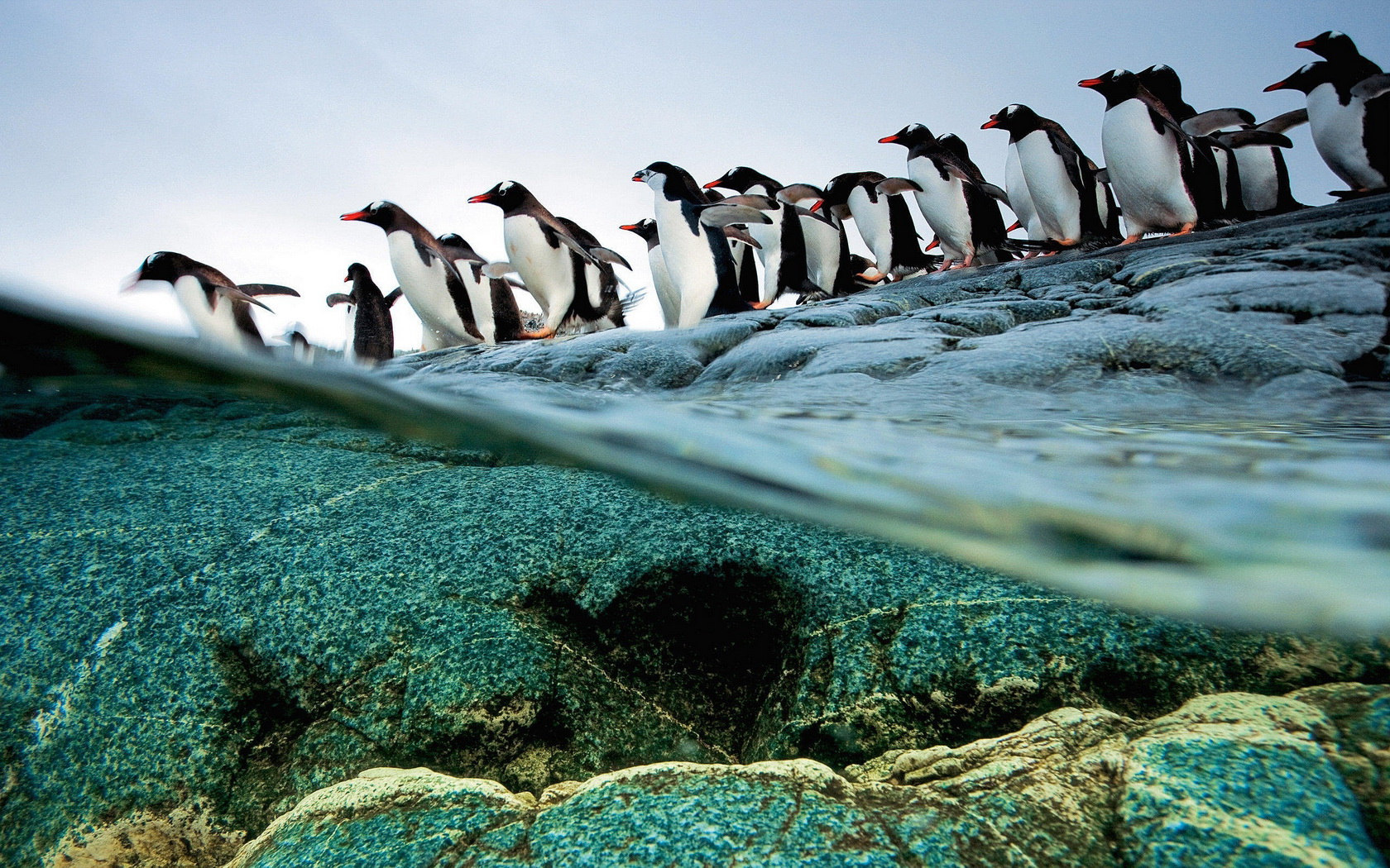 penguins Wallpaper