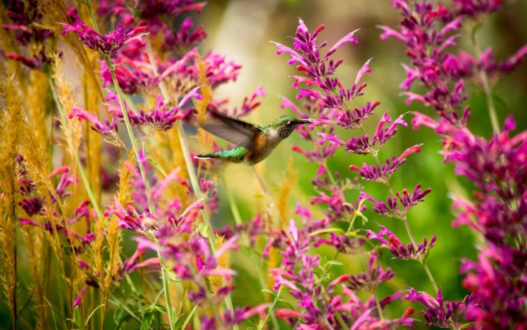 hummingbird HD Wallpaper Desktop Background