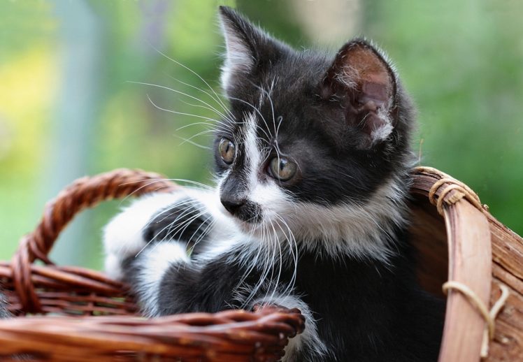 kitten, Basket, Baby HD Wallpaper Desktop Background