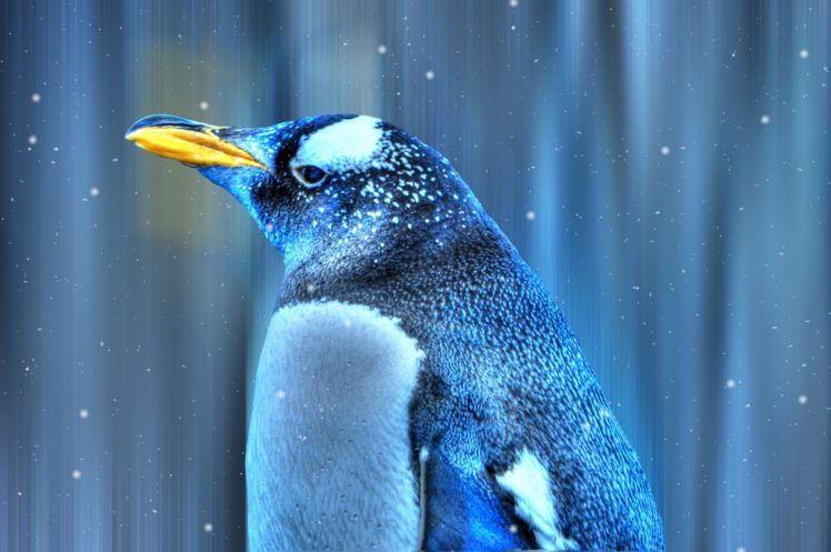 penguin, Bird, Snow HD Wallpaper Desktop Background