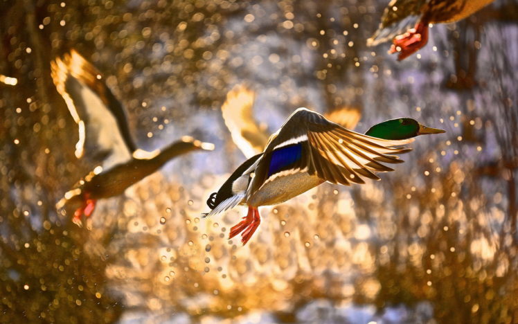 spray, Bird, Duck, Flying, Ducks, Drops, Autumn HD Wallpaper Desktop Background
