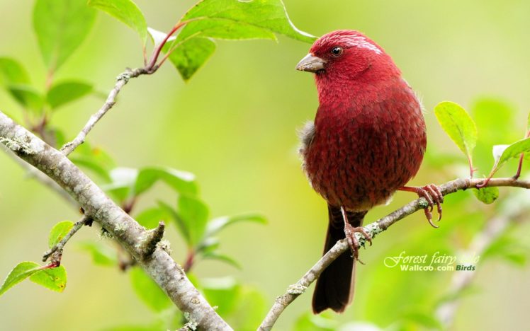 birds, Wildlife HD Wallpaper Desktop Background