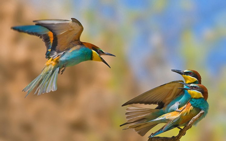birds HD Wallpaper Desktop Background