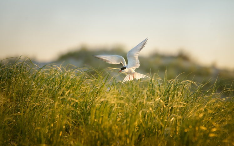 field, Grass, Bird, Summer, Nature HD Wallpaper Desktop Background