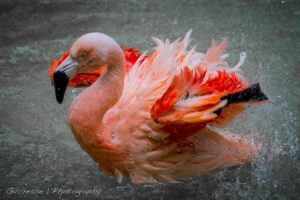 flamingo, Drops