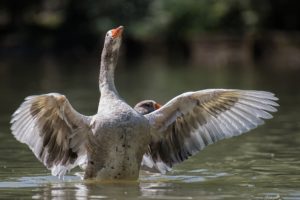 goose, Bird, Wings, Water