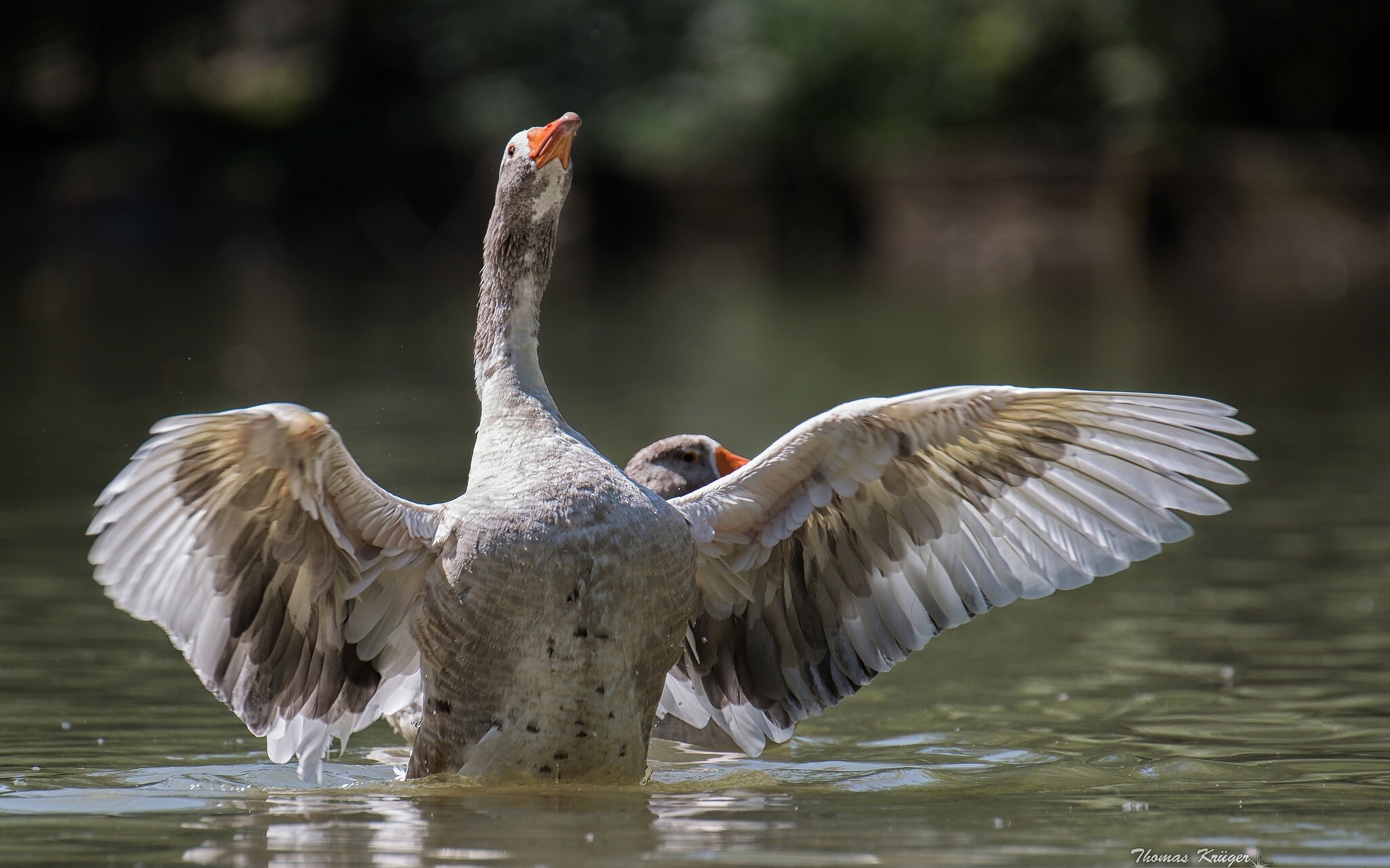 goose, Bird, Wings, Water Wallpaper