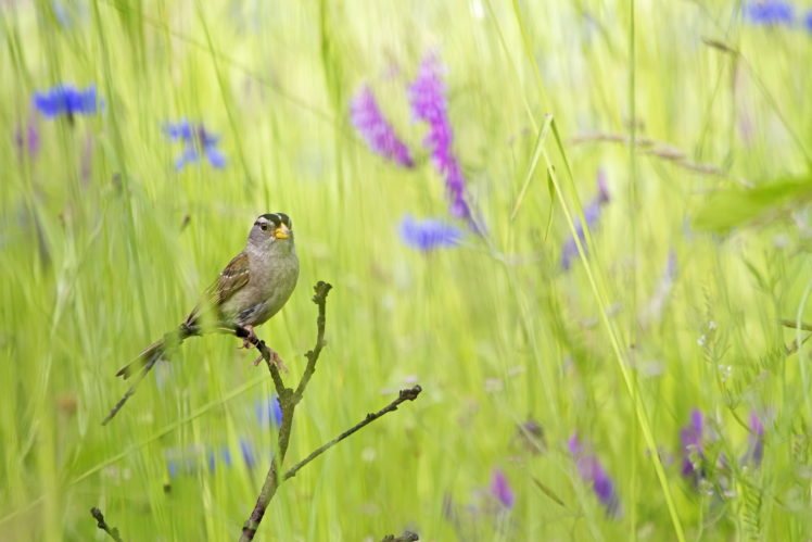 grass, Bird, Summer, Nature HD Wallpaper Desktop Background