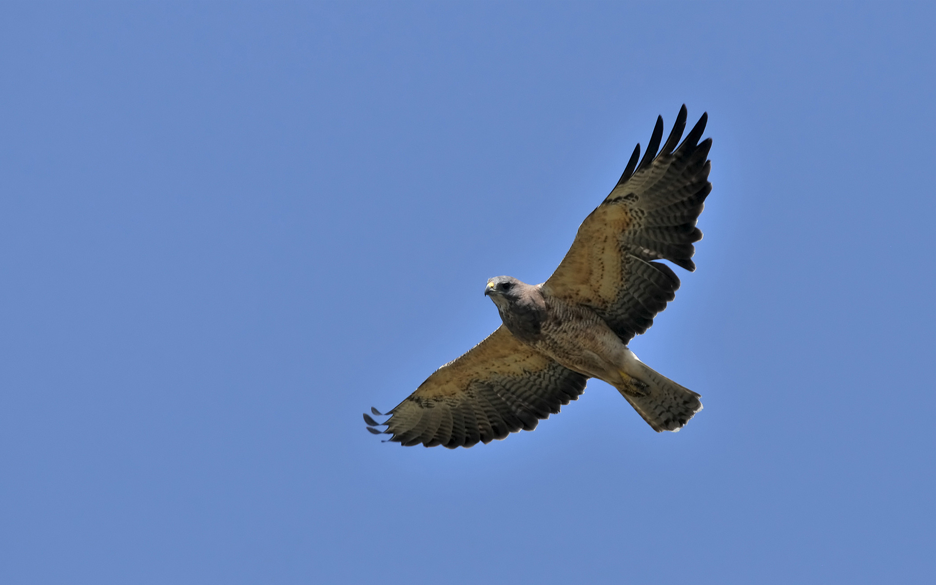 hawk, Sky, Flying, Bird, Wings Wallpaper