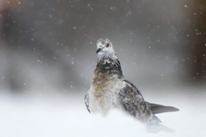 bird, Winter, Snow