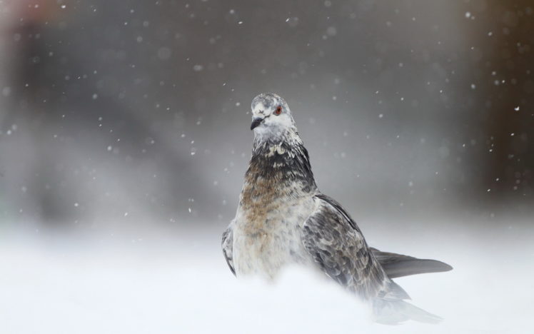 bird, Winter, Snow HD Wallpaper Desktop Background