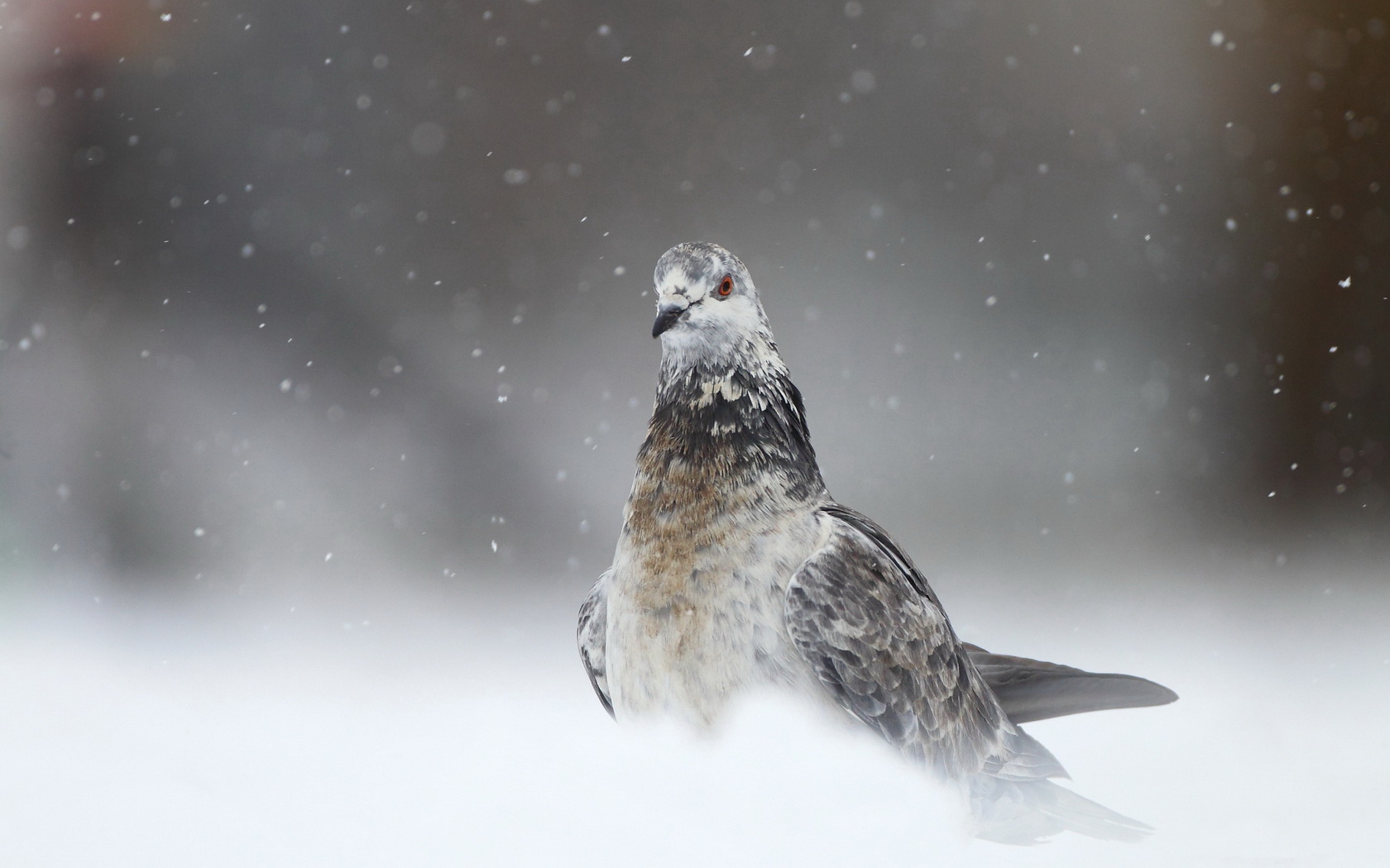 bird, Winter, Snow Wallpaper