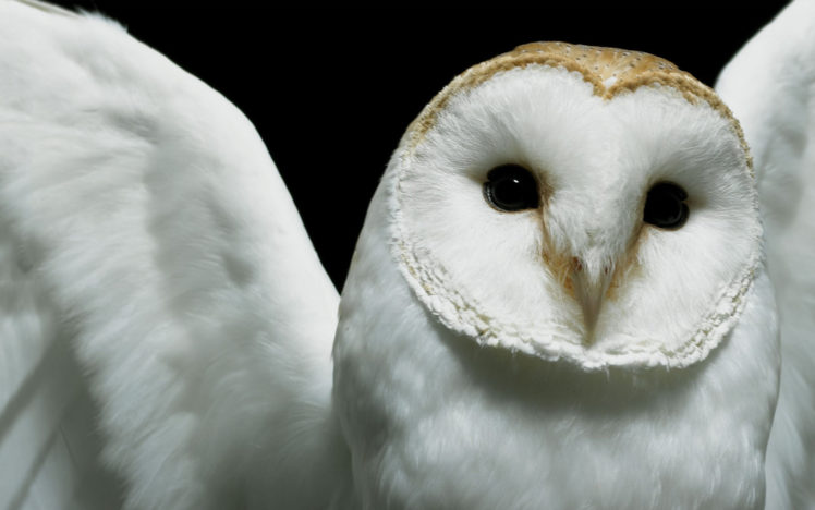 birds, Owls HD Wallpaper Desktop Background