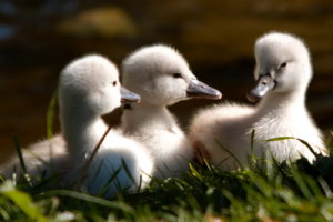 birds, Baby, Swans