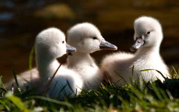 birds, Baby, Swans HD Wallpaper Desktop Background