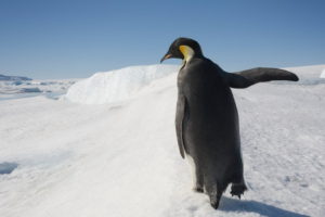 birds, Penguin, Snow