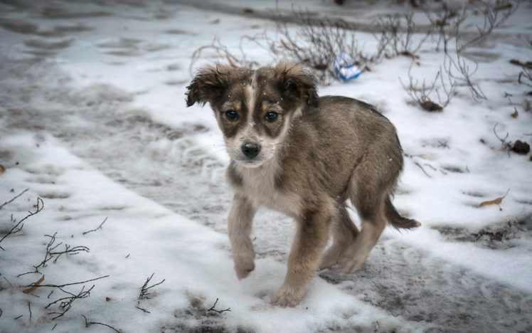 dog, Puppy, Snow, Sad, Lonely HD Wallpaper Desktop Background