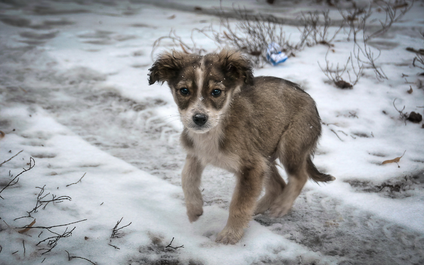 dog, Puppy, Snow, Sad, Lonely Wallpapers HD / Desktop and Mobile