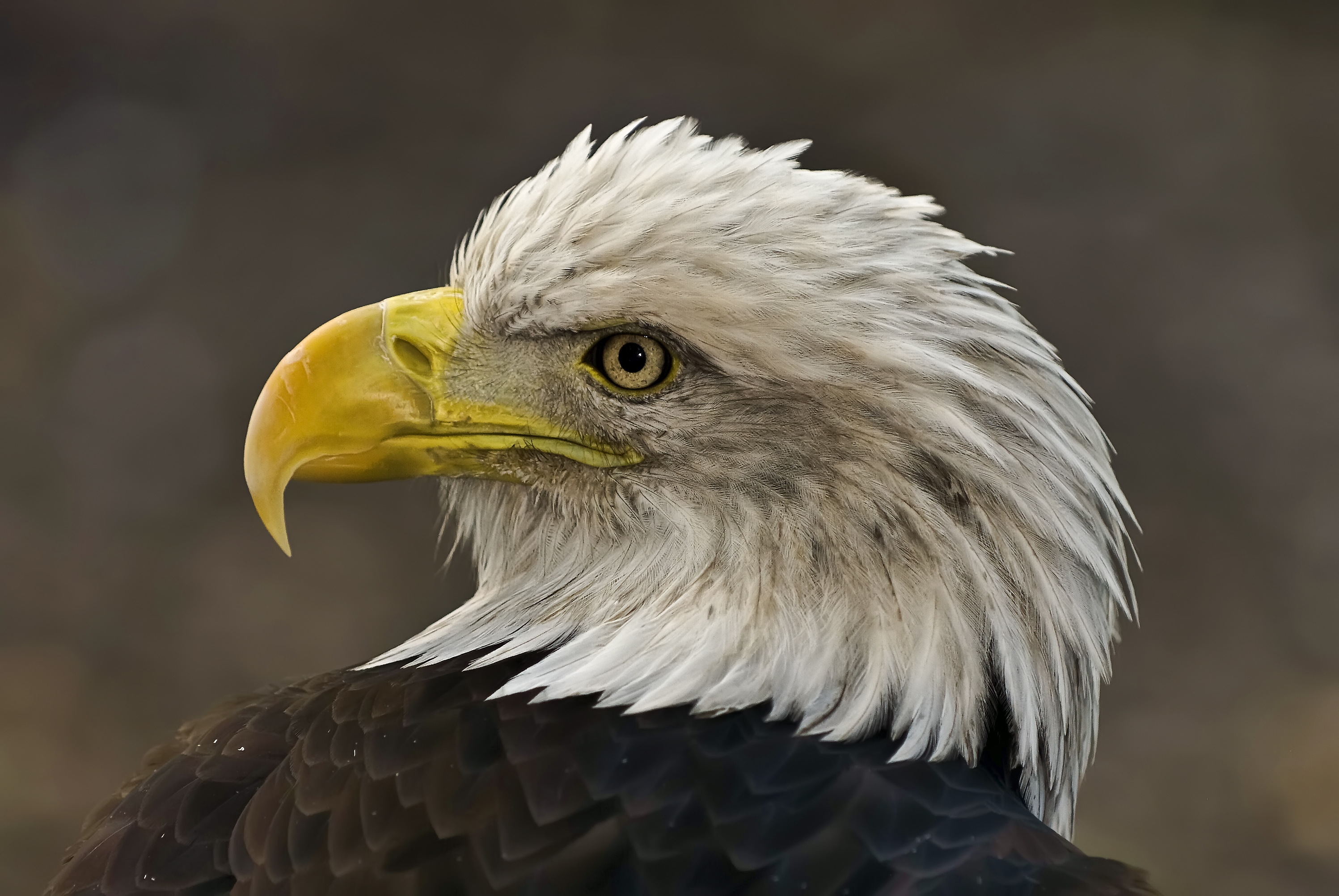 eagle Wallpapers HD / Desktop and Mobile Backgrounds