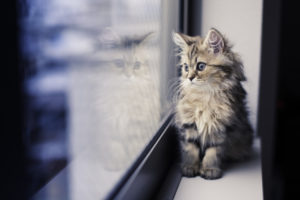 kitten, Window, Reflection, Cat, Mood