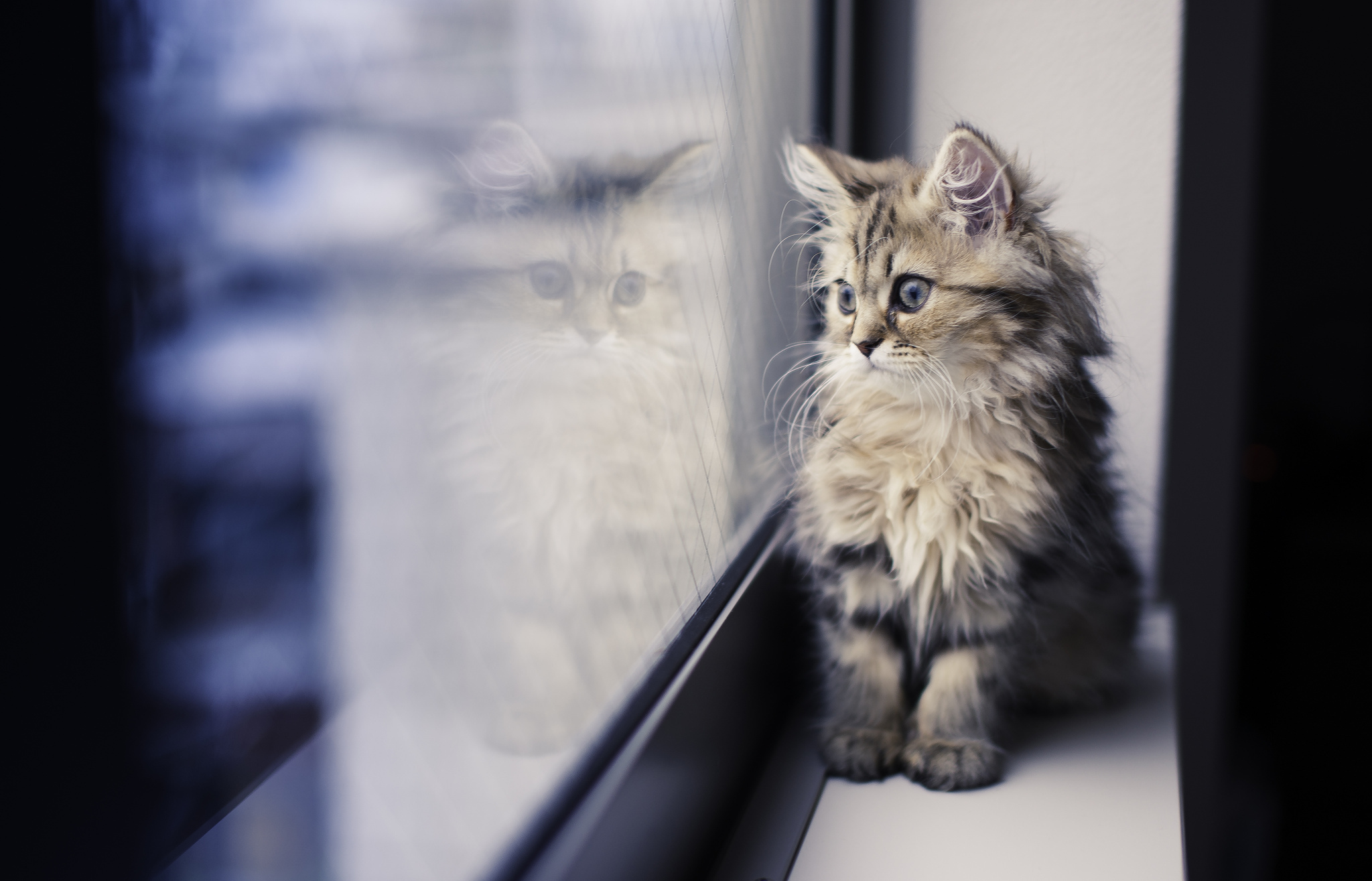 kitten, Window, Reflection, Cat, Mood Wallpaper