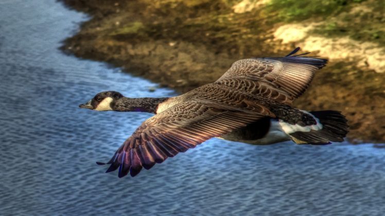 flying, Birds, Geese HD Wallpaper Desktop Background