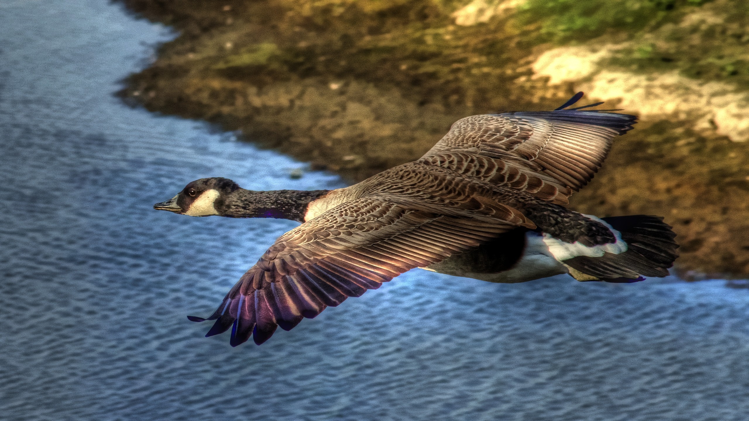 flying, Birds, Geese Wallpaper