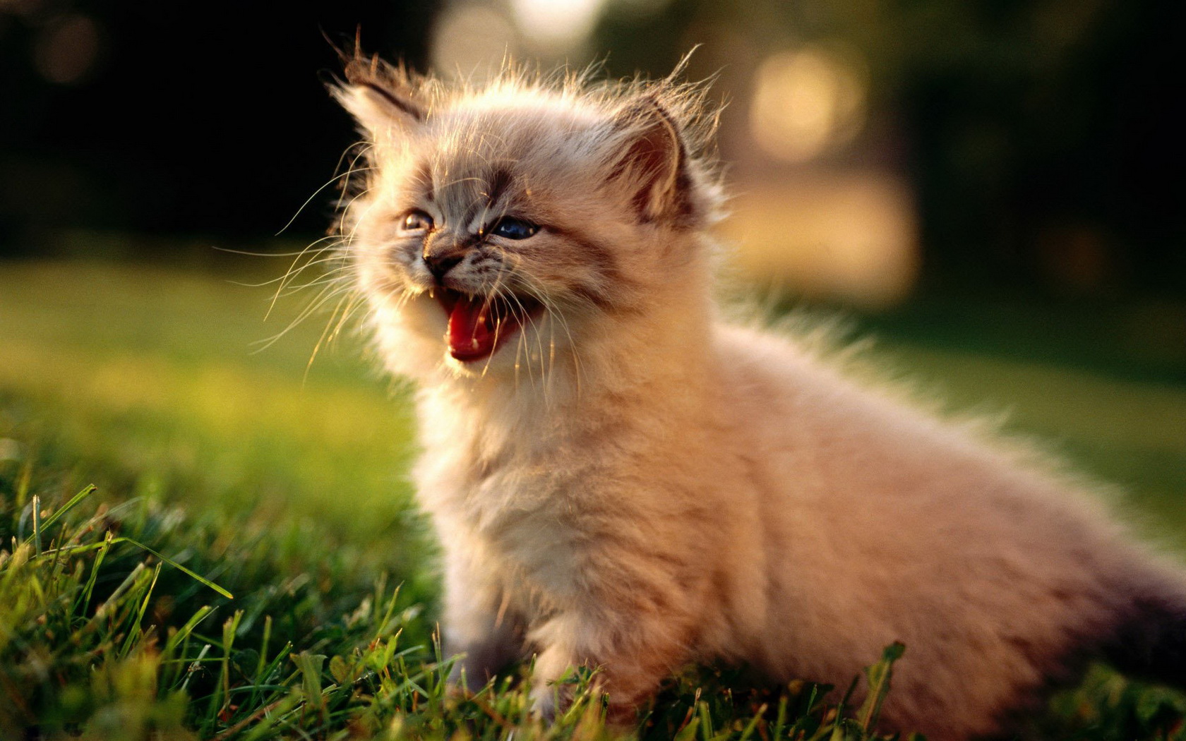 cute, Kitten Wallpaper