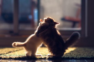 cute, Kittens
