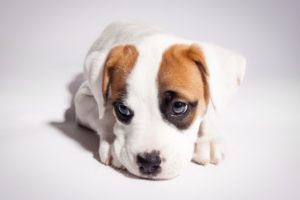 puppy, Sad, Cute