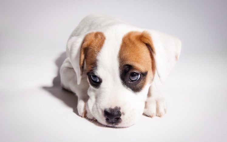 puppy, Sad, Cute HD Wallpaper Desktop Background