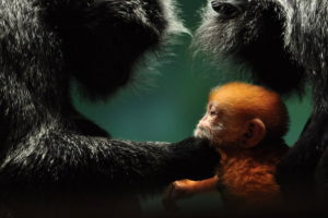 animals, Monkey, Baby, Parents, Cute, Love