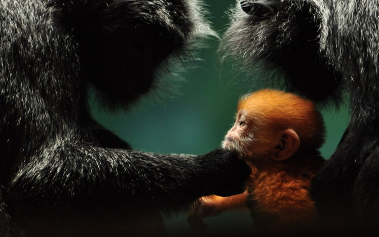 animals, Monkey, Baby, Parents, Cute, Love HD Wallpaper Desktop Background