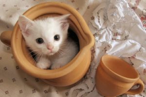 kitten, Cute