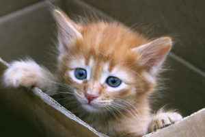 kitten, Cute, Carton