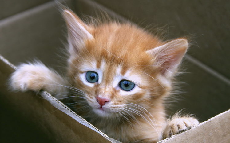 kitten, Cute, Carton HD Wallpaper Desktop Background