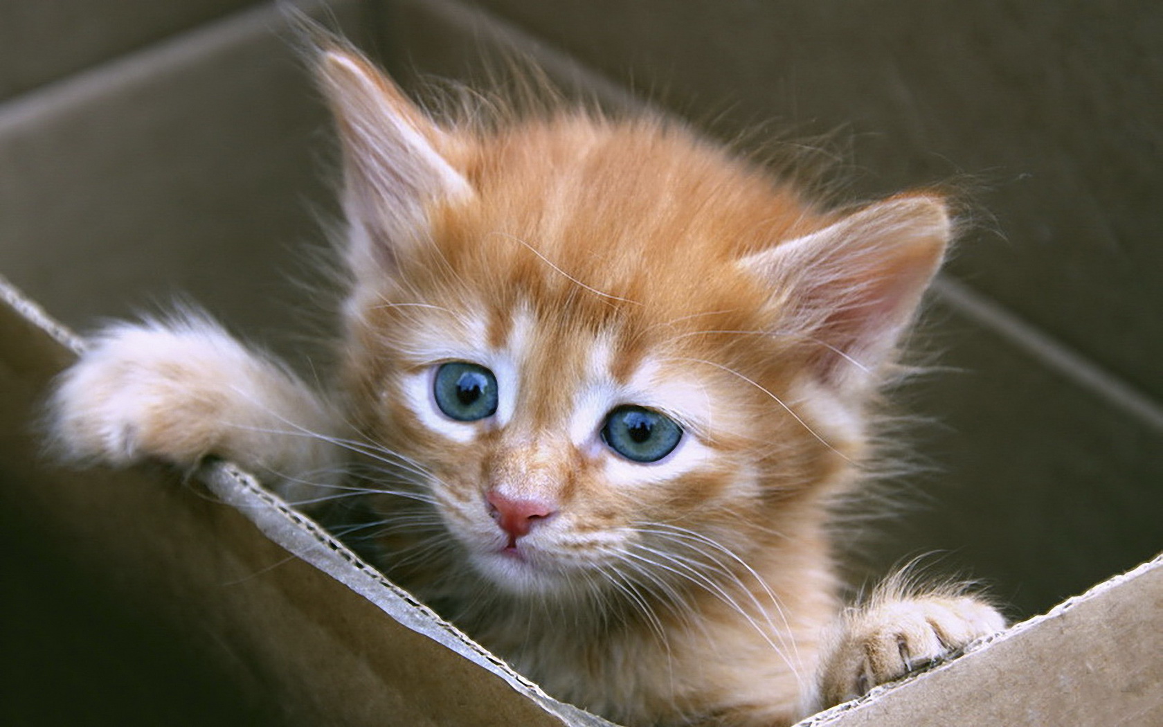 kitten, Cute, Carton Wallpaper