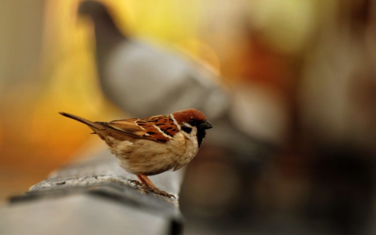 nature, Birds, Macro HD Wallpaper Desktop Background