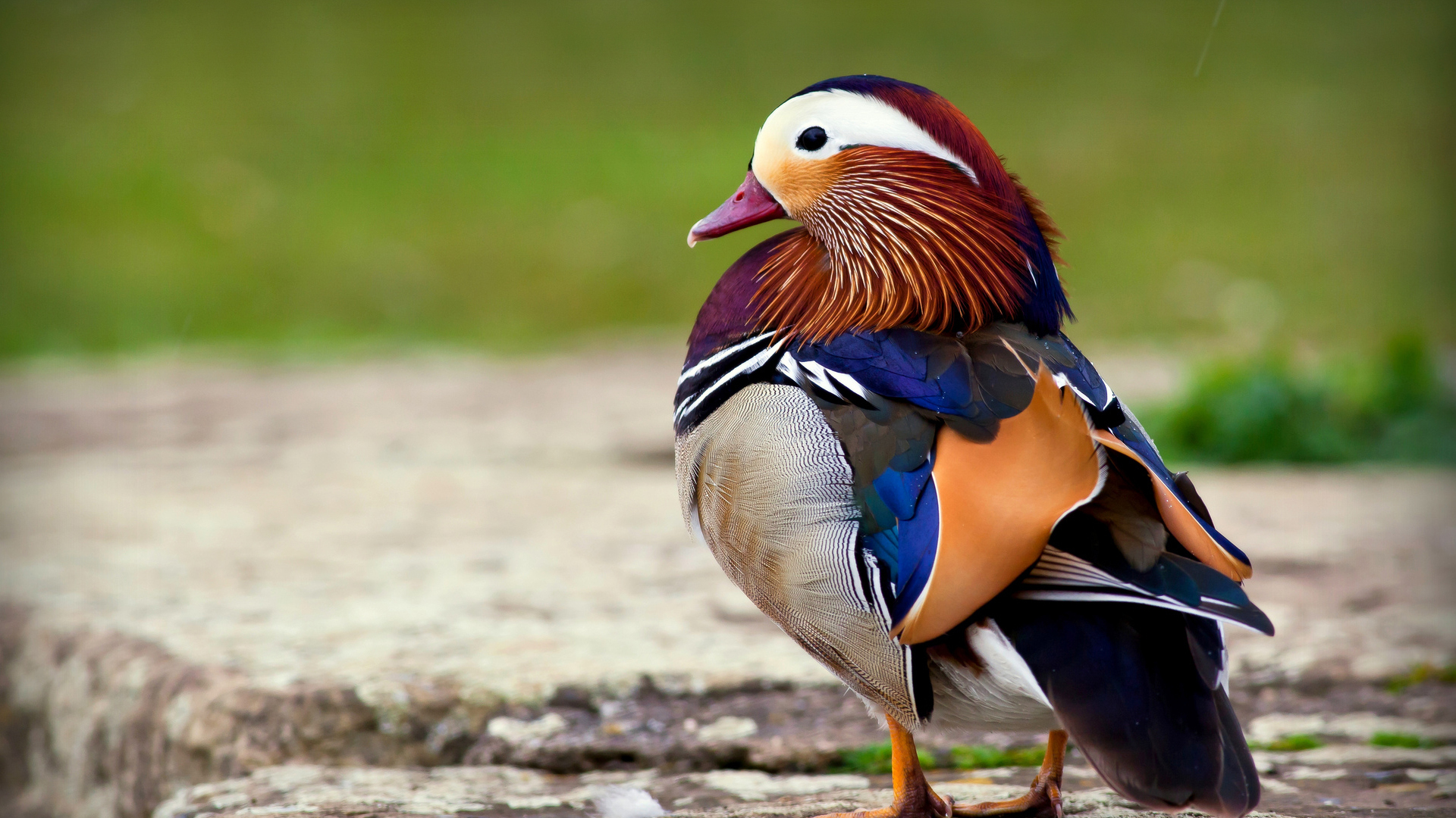 bird Wallpaper