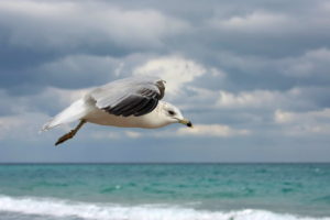 bird, Seagull