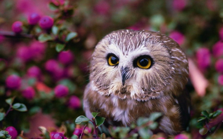 bird, Owl HD Wallpaper Desktop Background
