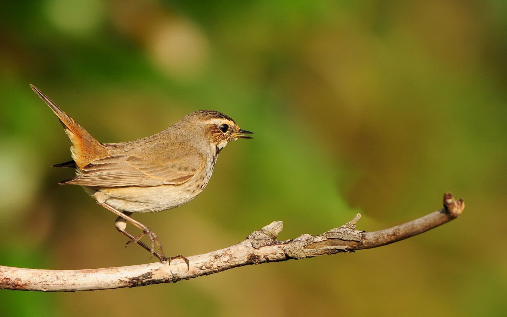 bird Wallpaper