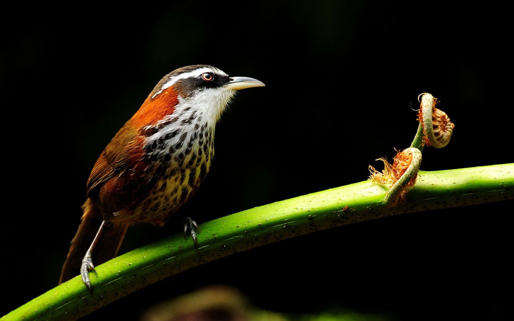 bird Wallpaper