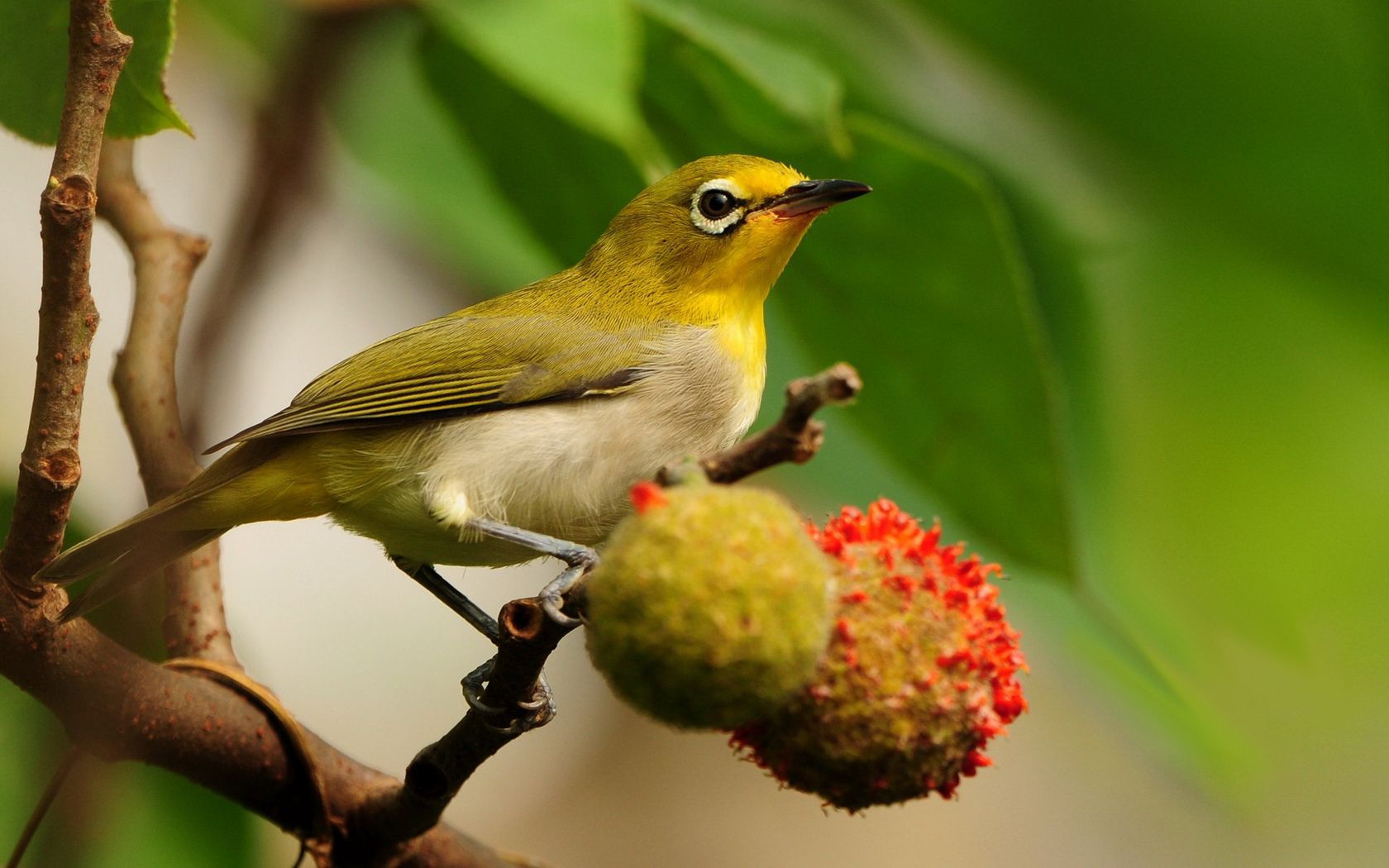 bird Wallpaper